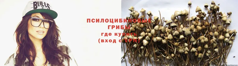 omg рабочий сайт  Знаменск  Галлюциногенные грибы Psilocybe 